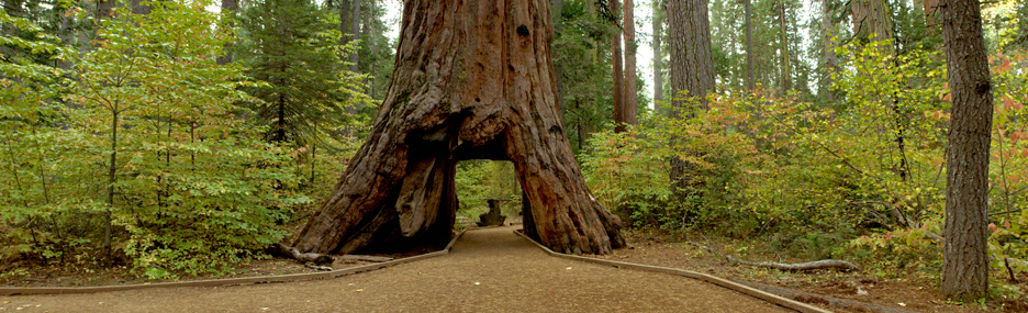 L'arbre-tunnel du Calaveras Big Trees State Park, 2011