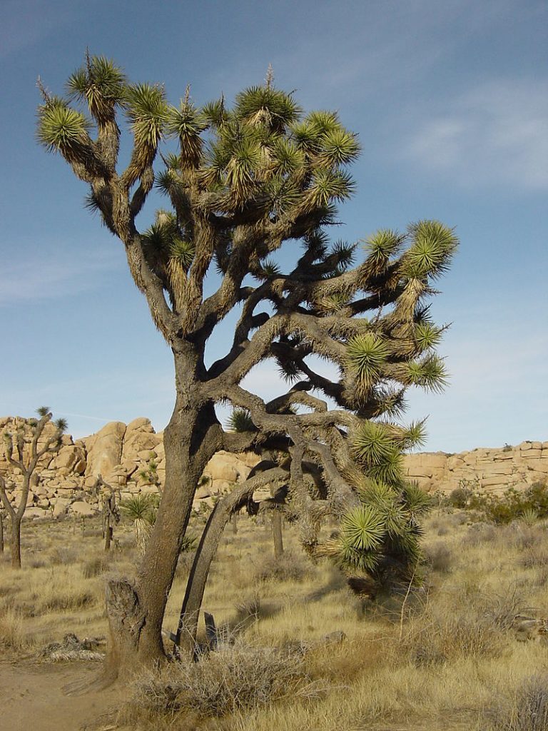 Un Joshua Tree dans le Joshua Tree National Park