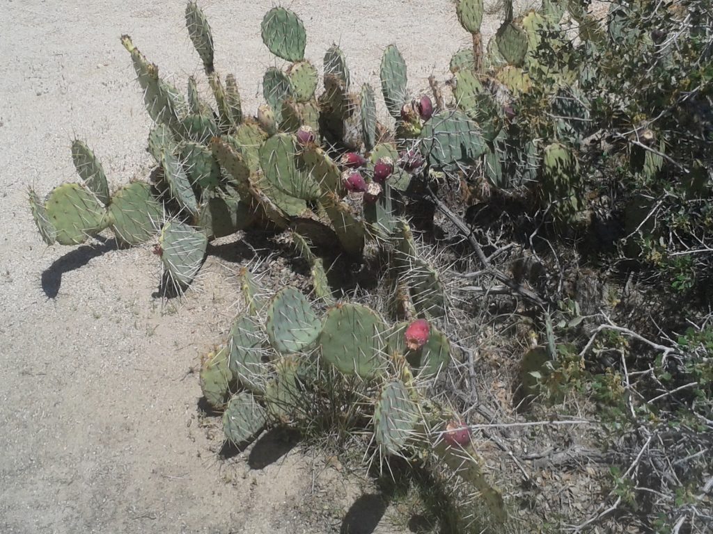 De la végétation à Joshua Tree