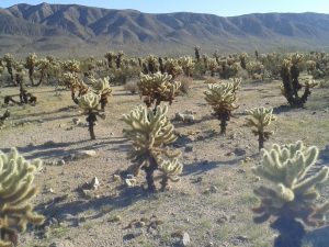 Champ de cholla (Joshua Tree)