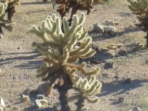 Un cholla (Joshua Tree)