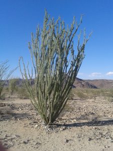 Un ocotillo (Joshua Tree)