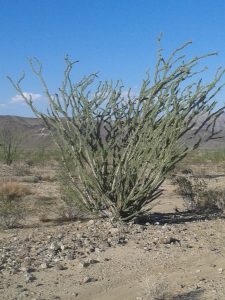 Un ocotillo (Joshua Tree)