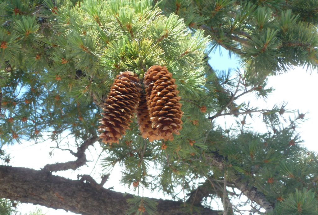 Pommes de pin (Parc du Mont San Jacinto)