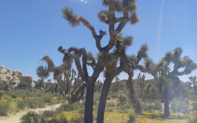 Joshua Tree – Un si surprenant désert